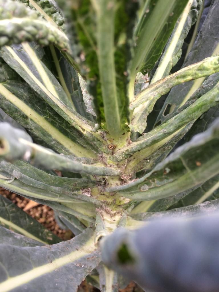  photo D2A6D840-D7CD-485F-BCAA-A00ADD66A008.jpg